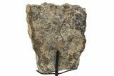 Fossil Sauropod Vertebra Section with Metal Stand - Colorado #339945-2